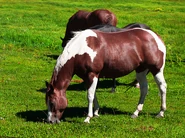 Horses Grazing.jpg (244 KB)