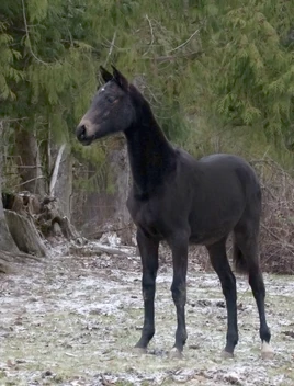 Foal
