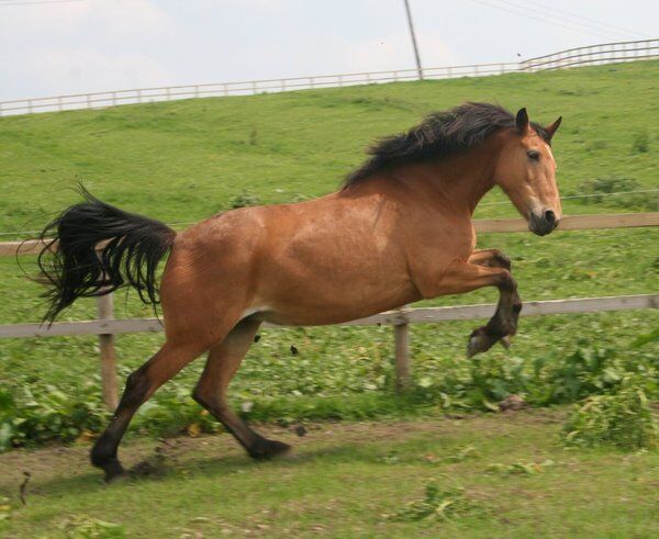 yellow dun horse