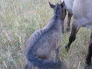 Sorraia foal with primitive markings and "hair stroke"