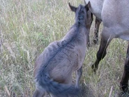 Imageoi.jpeg (51 KB) Sorraia foal with primitive markings and "hair stroke"