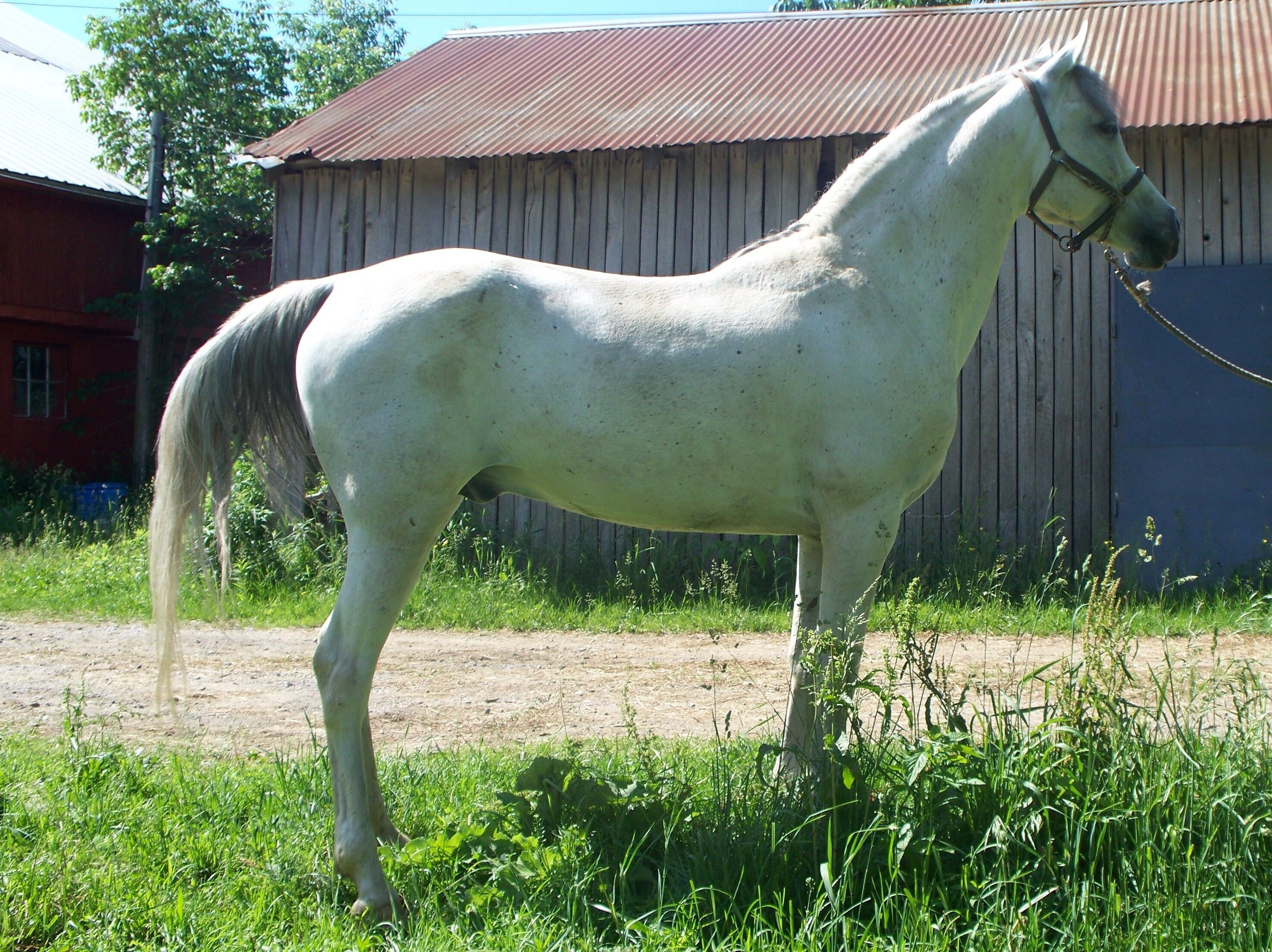 Dapple Gray, WikiHorses