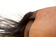 The tail of a horse