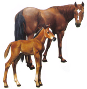 Foal