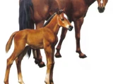 Foal