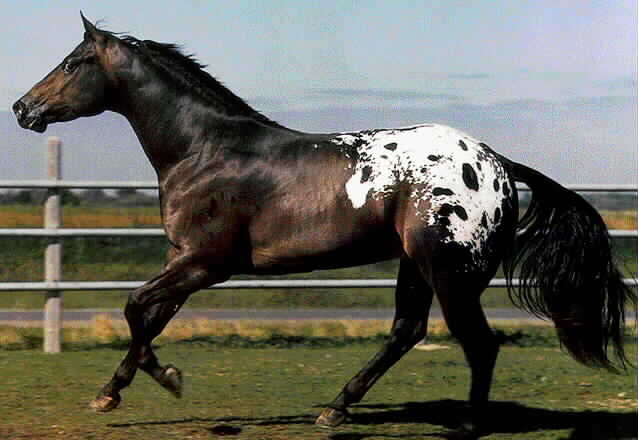 Stock Horse Stallion, Bay Appaloosa