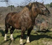 Murakoz-Horse.jpg