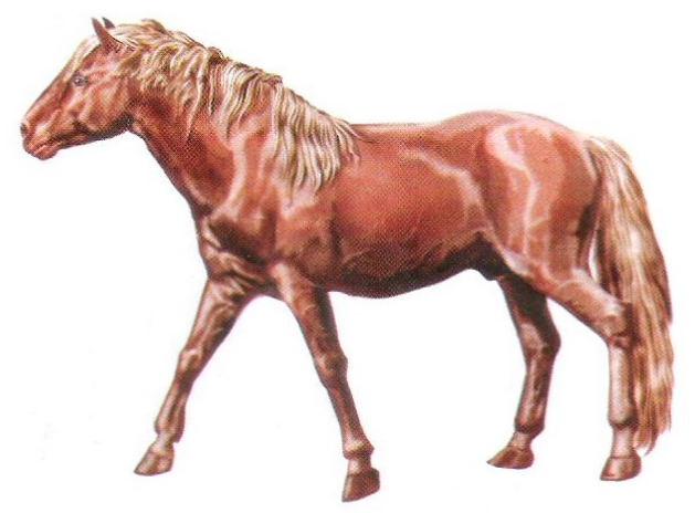 Dapple Gray, WikiHorses