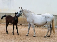 Imagemhj.jpeg (239 KB) Mare and dark foal