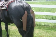 A horse wearing a horse diaper. These are to catch horse poo before it hits the ground and to store it.