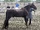 Tennessee Walking Horse