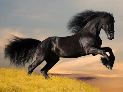 Friesian horse.