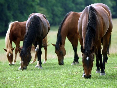 Horses eating grass