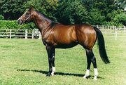 Bay horse.jpg