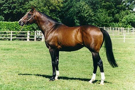 Bay horse.jpg