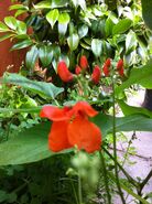 Scarlet emperor flowers