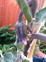 Aubergine flower