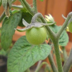 'Minibel' Tomato