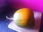 Pumpkinripening