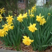 Spring daffodils push through shredded wood mulch