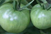 Close up view of unripe tomatoes