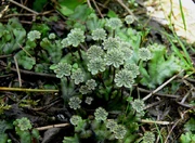 , a liverwort