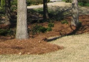Pine needles used as mulch. Also called "pinestraw" in the southern US.