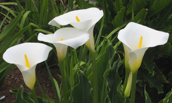 Gardening and Growing