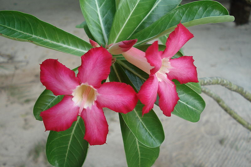 Adenium obesum - Wikipedia