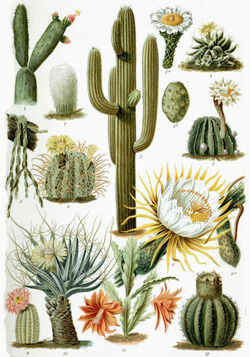 Various Cactaceae