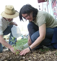 Planting in a garden