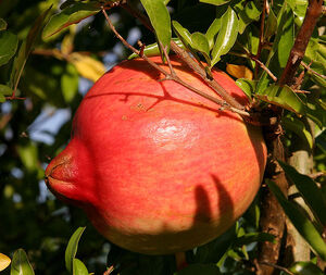 711px-Pomegranate fruit