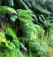 Ferns02