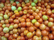 The flower and leaves are visible in this photo of a tomato plant.