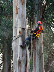 450px-Arborists-1,-Kallista,-VIC,-09.07