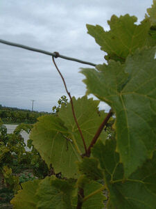 450px-Grapevines intelligent growth 1