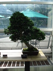 Slanting bonsai
