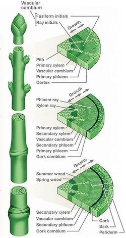 318px-Stem-cross-section2