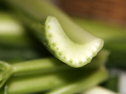 800px-Celery cross section