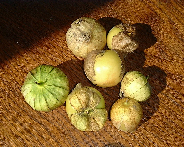 Growing Tomatillos Horticulture and Soil Science Wiki Fandom