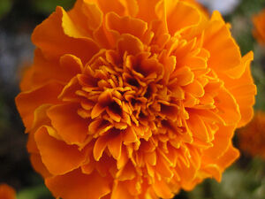 800px-African Marigold
