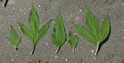 Leaf samples from the giant ragweed