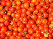 Cherry tomatoes such as these  variety are small tomatoes that have been bred and grown in Greece since the early 1800s.