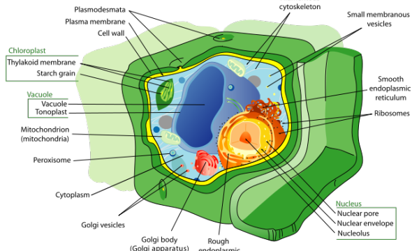 The Science of Plants