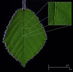 611px-BrambleLeaf CrossPolarisedLight Diagram