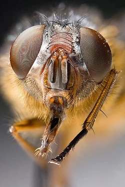 402px-Calliphora sp Portrait