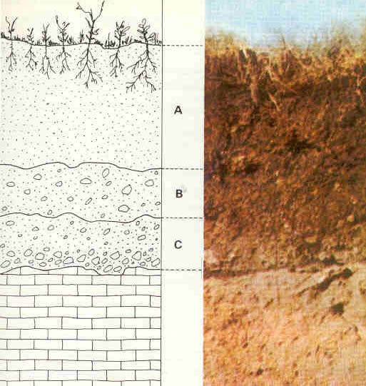 Soil Horticulture And Soil Science Wiki Fandom Soil Horticulture And Soil Science Wiki Fandom