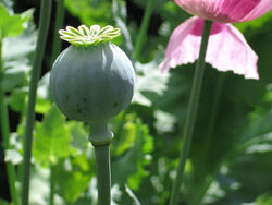 Papaver somniferum 01