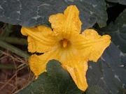 A pumpkin  attached to the .
