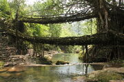 800px-Living root bridges, Nongriat village, Meghalaya2